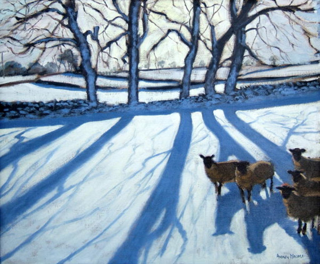 Detail of Sheep in snow, Derbyshire by Andrew Macara