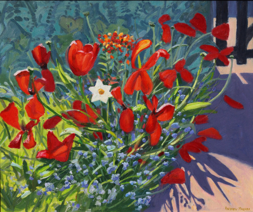 Tulips by the gate by Andrew Macara
