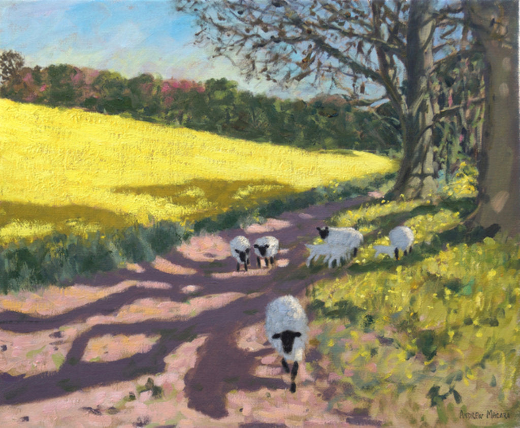 Detail of Sheep and yellow field, Radbourne, Derby, 2017 by Andrew Macara