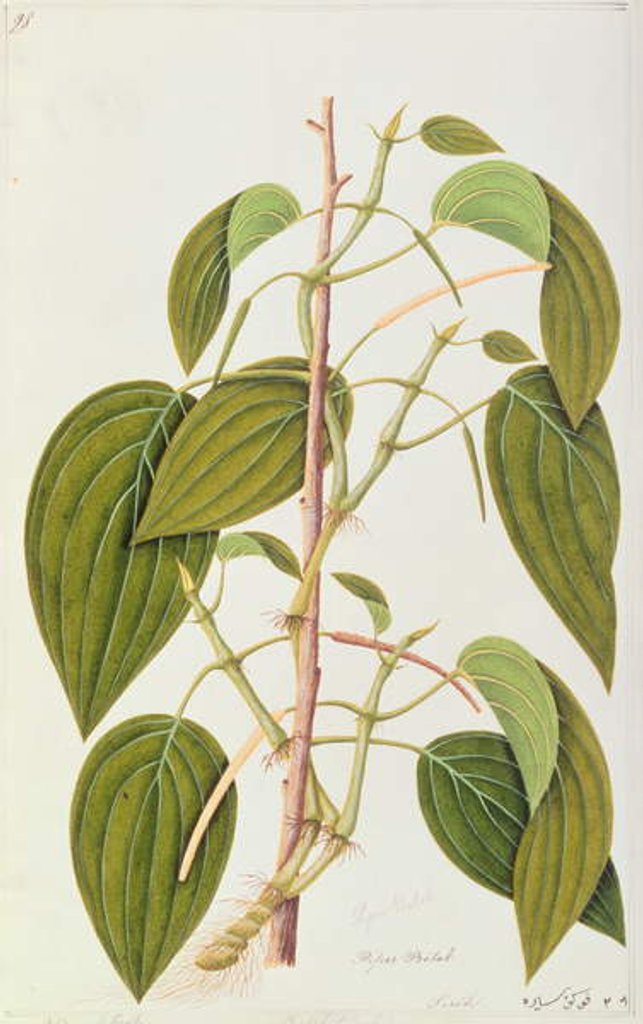 Detail of Betel Leaf by School Chinese