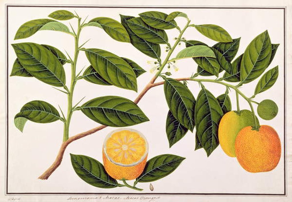 Detail of Lemomanies Macao-Macao Oranges by School Chinese