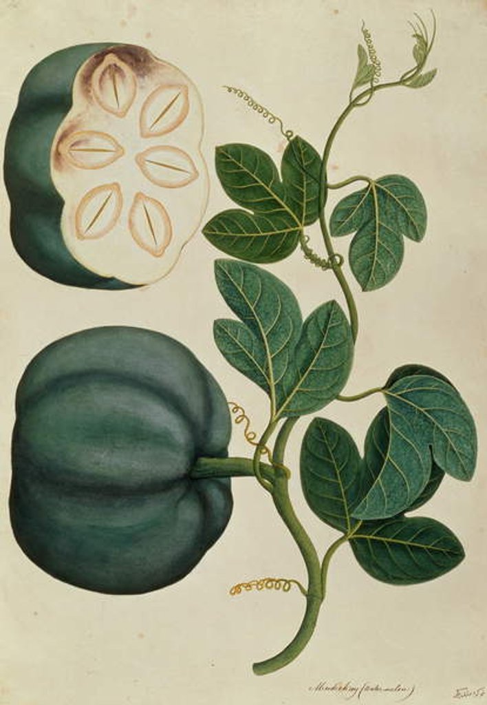 Detail of Mendickay or Water Melon by Chinese School