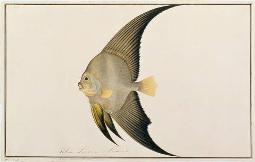 Detail of Long-finned Batfish by School Chinese