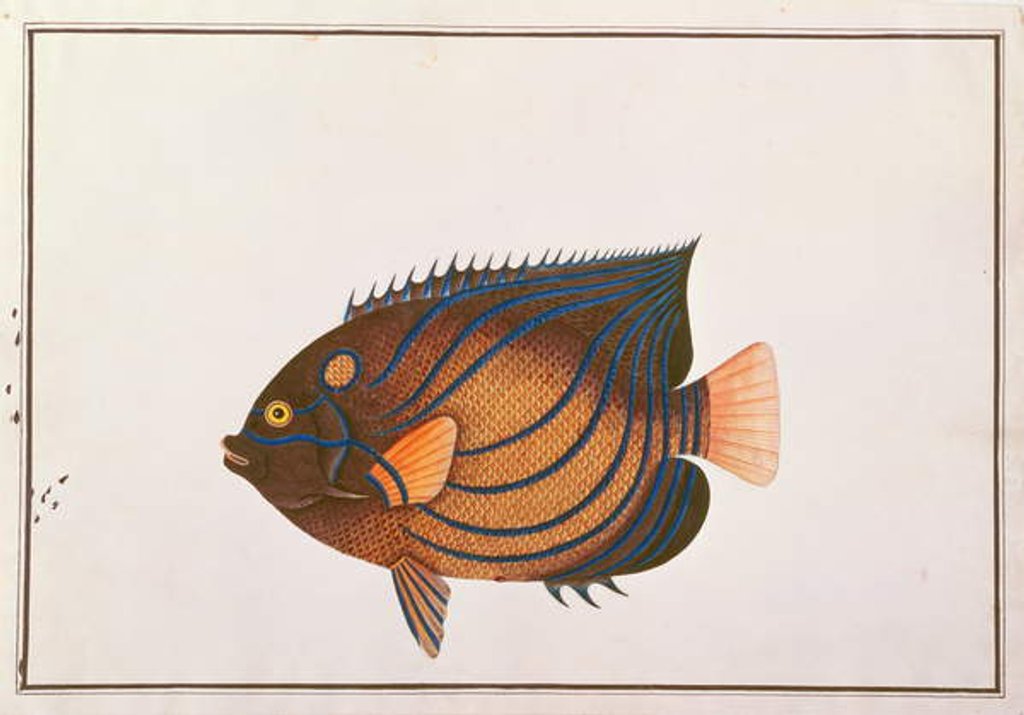 Detail of Blue-ringed Angelfish by School Chinese
