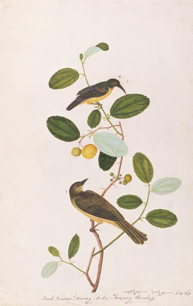 Detail of Red-throated Sunbird and Red-eyed Bulbul by School Chinese
