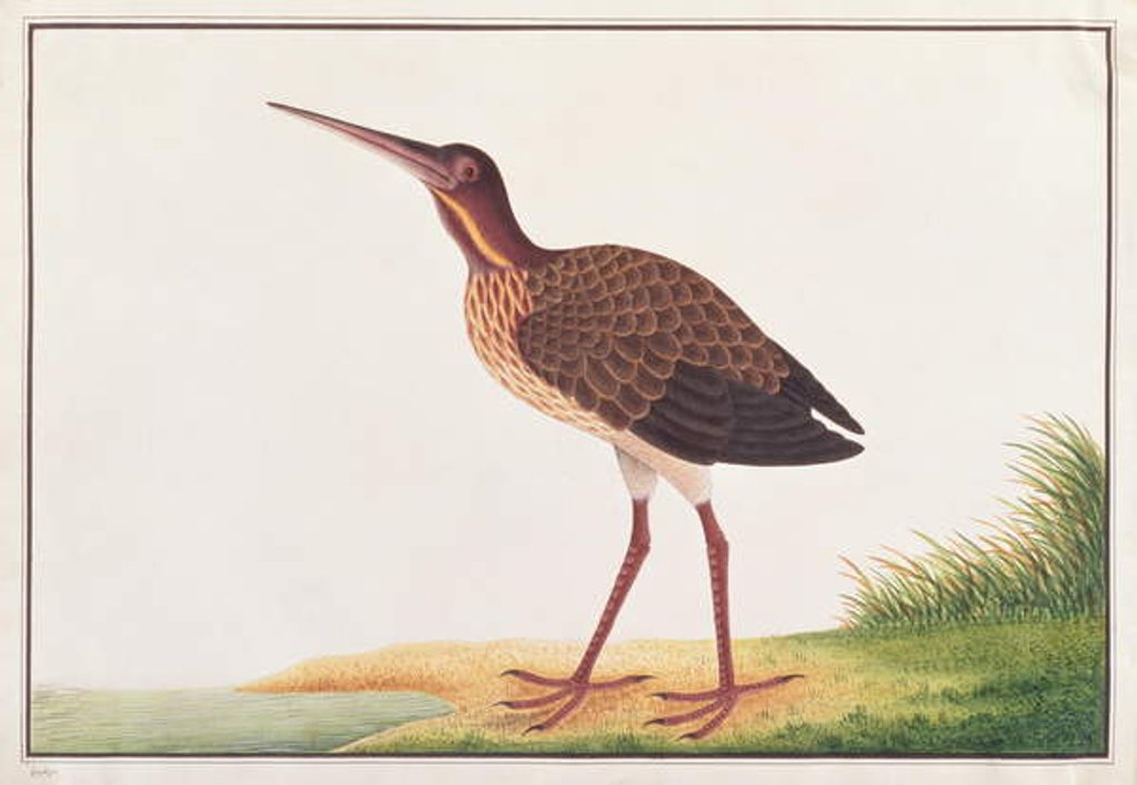 Detail of Black Bittern by School Chinese