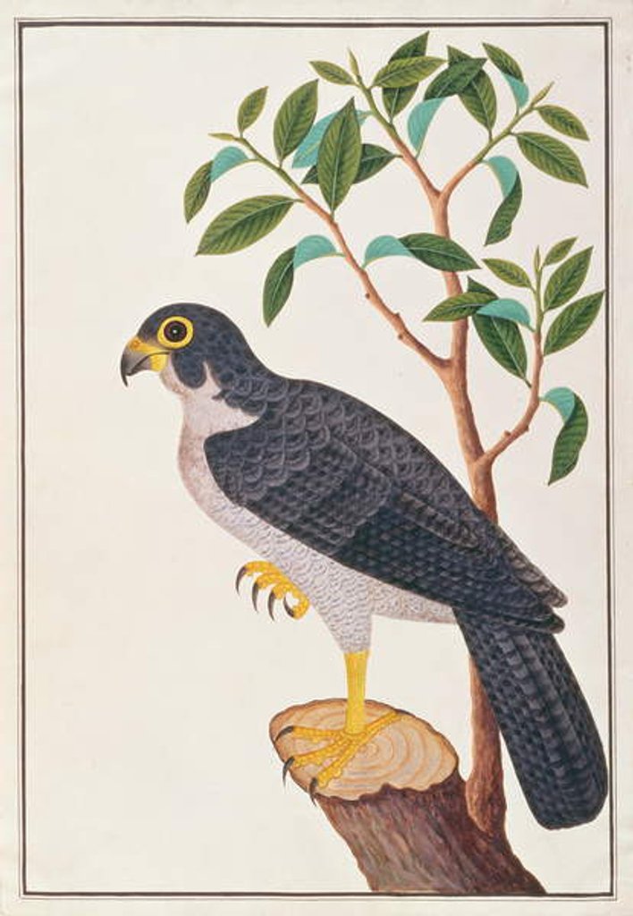 Detail of Peregrine Falcon by Chinese School