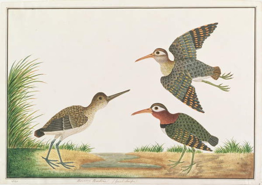 Detail of Greater Painted-snipe by Chinese School