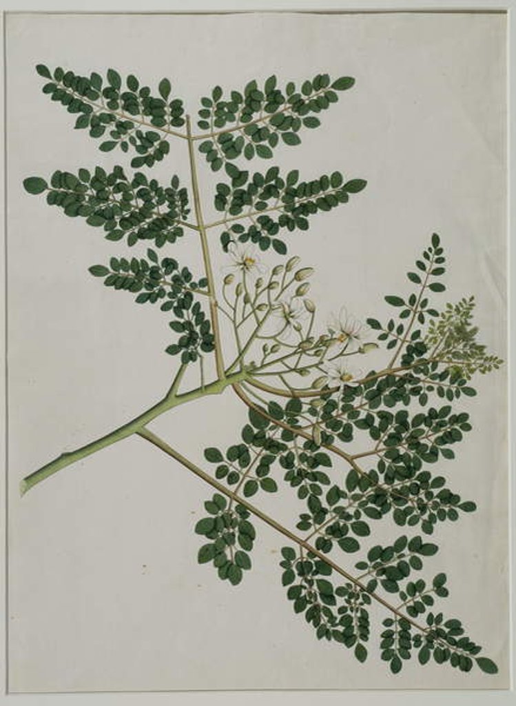 Detail of Moringa oleifera, also called horse-raddish tree, or drumstick tree by Anna Maria Jones