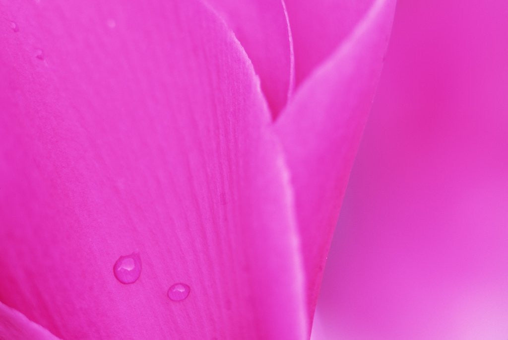 Detail of Pink Cyclamen Flower Petals by Anonymous