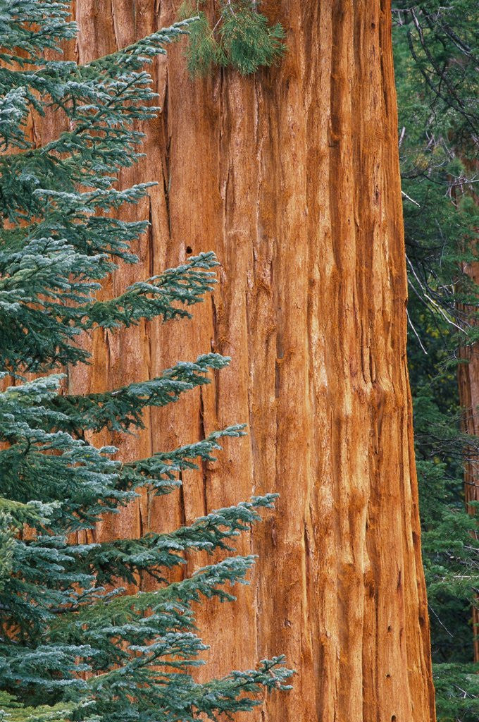 Detail of Evergreen and Sequoia Tree Trunk by Anonymous