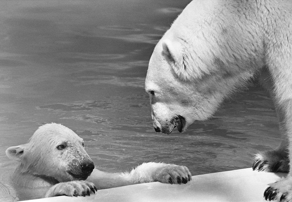 Detail of Polar Bears Looking at Each Other by Anonymous