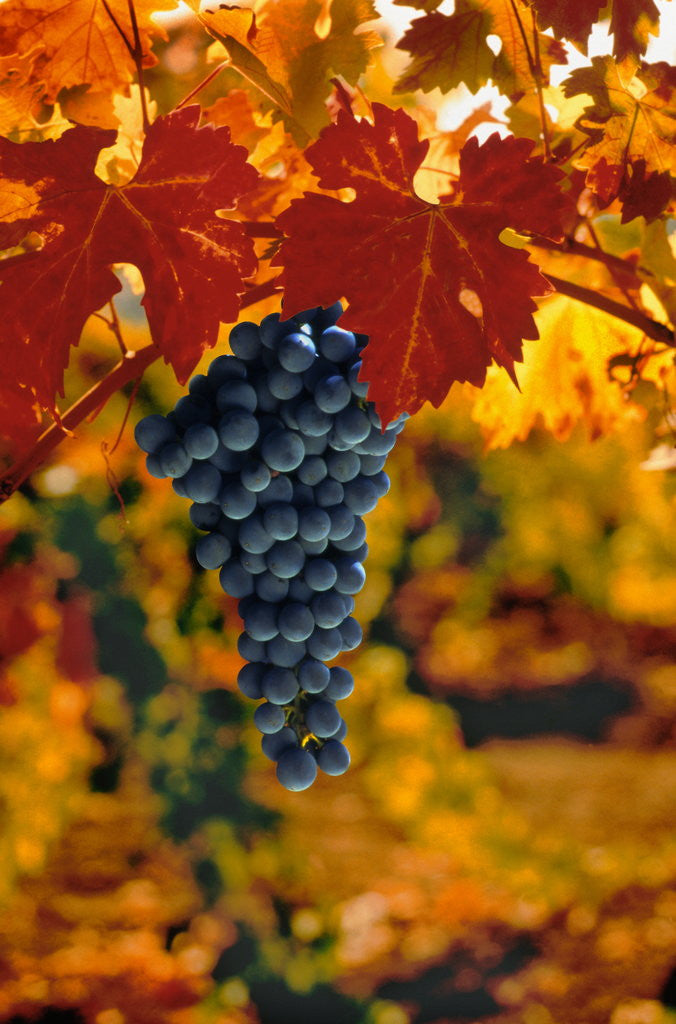 Detail of Cabernet Sauvignon Grapes by Anonymous