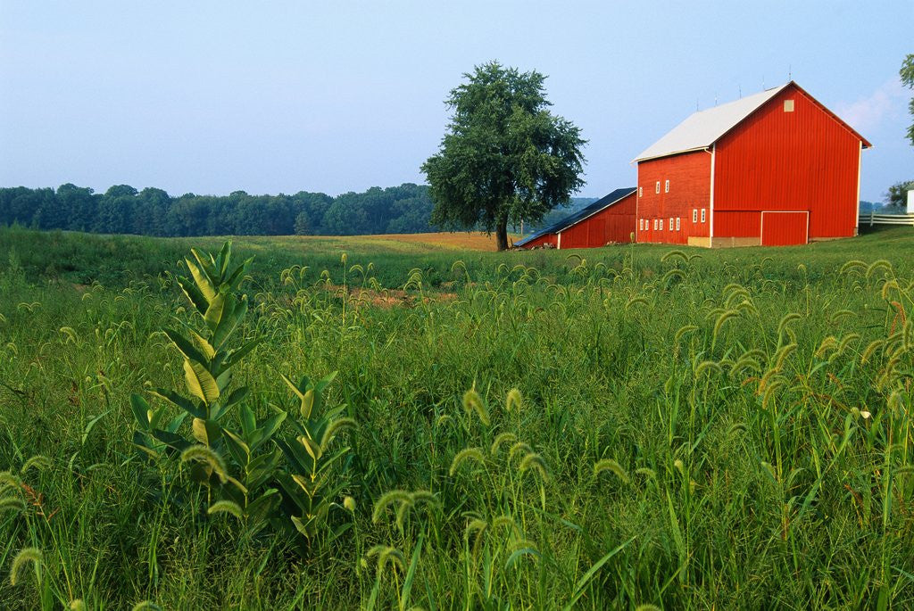 Detail of Red Barn in Green Field by Anonymous