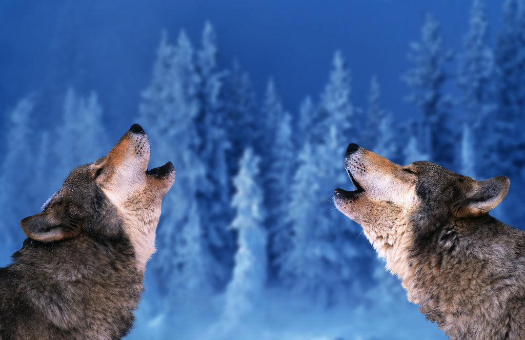 Detail of Pair of Howling Gray Wolves by Anonymous