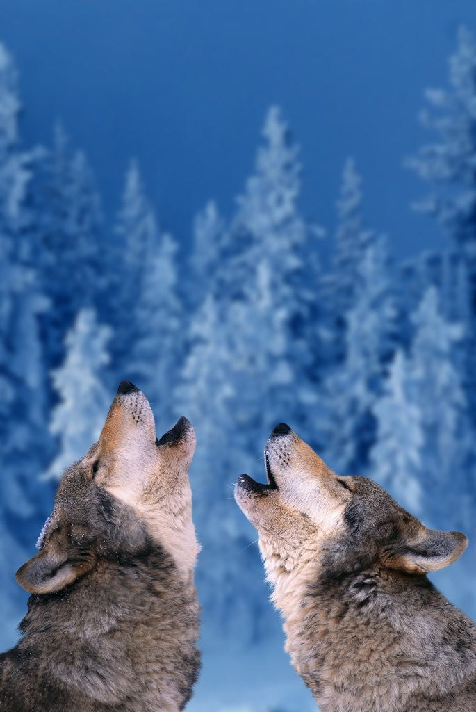 Detail of Pair of Howling Gray Wolves by Corbis