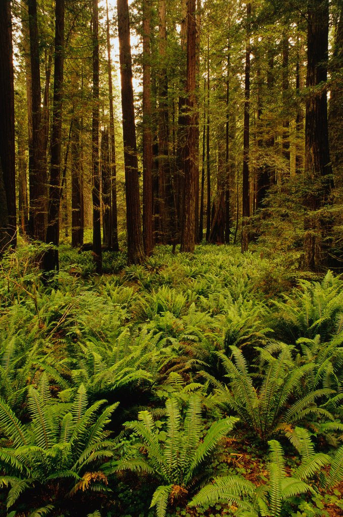 Detail of Ferns in Redwood Forest by Anonymous