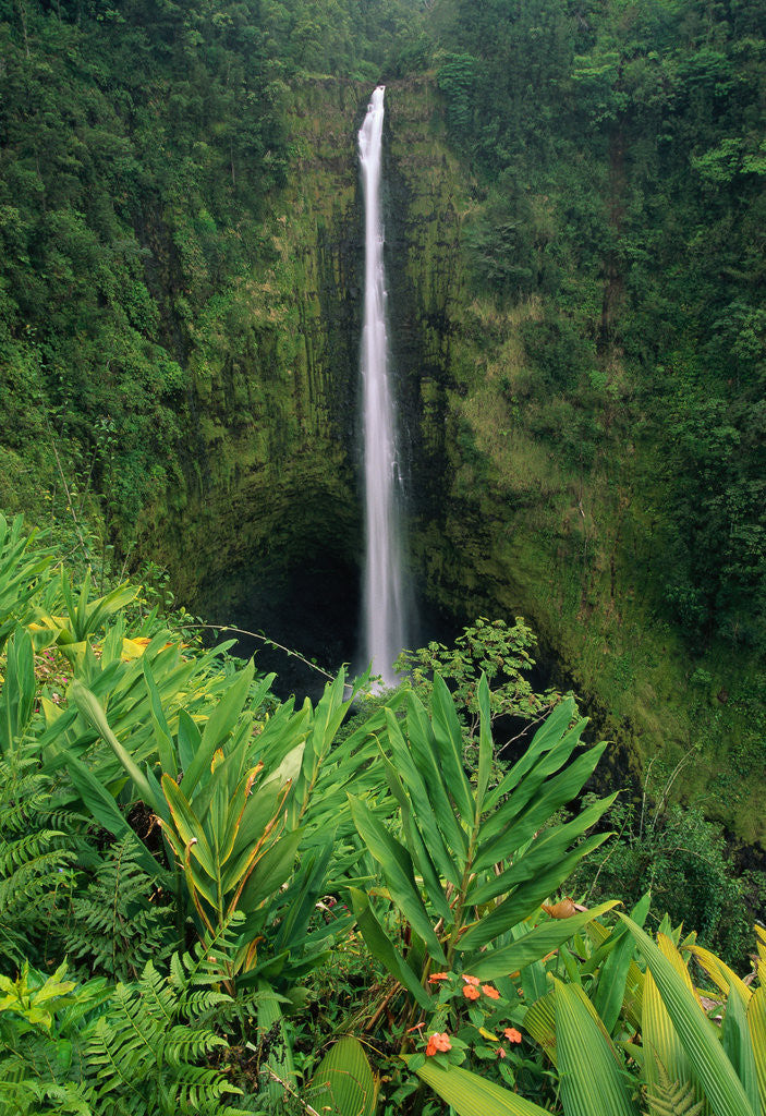 Detail of Akaka Falls by Anonymous