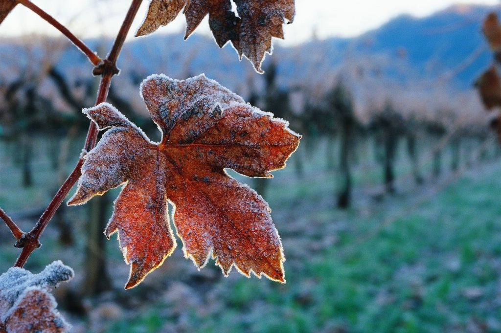 Detail of Leaf Covered in Frost by Corbis