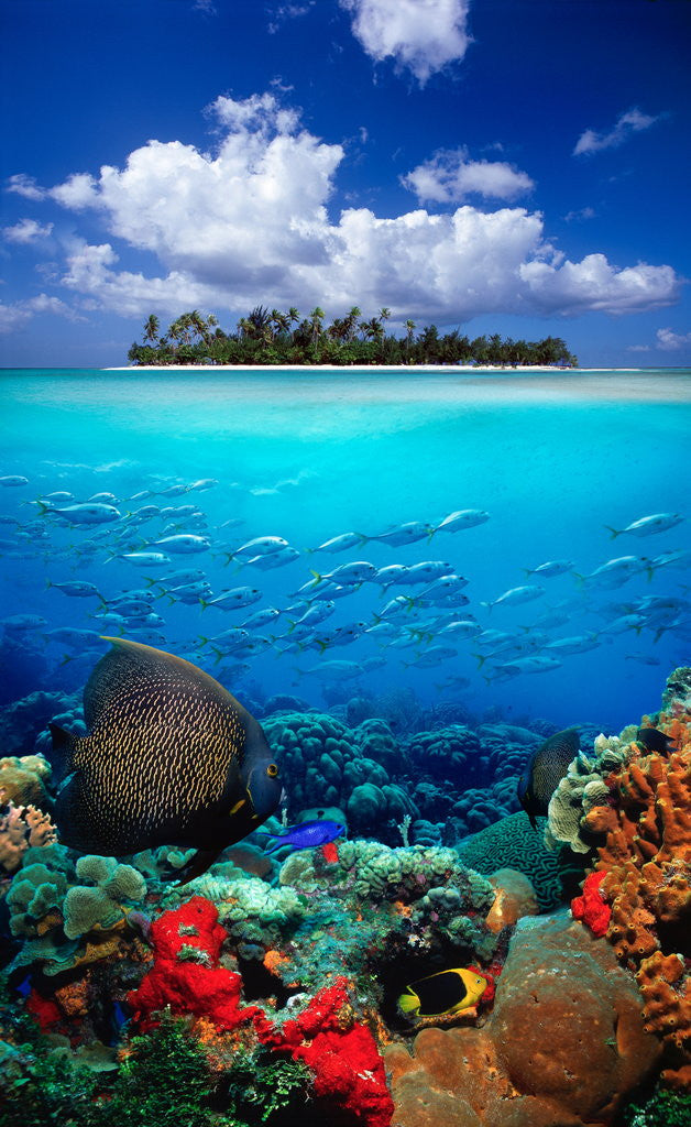 Underwater Scene in the Tropics by Corbis