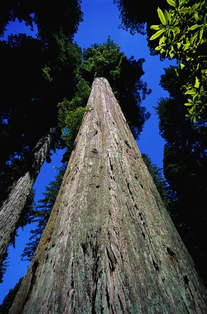 Detail of Tree Trunk of Coastal Redwood by Corbis