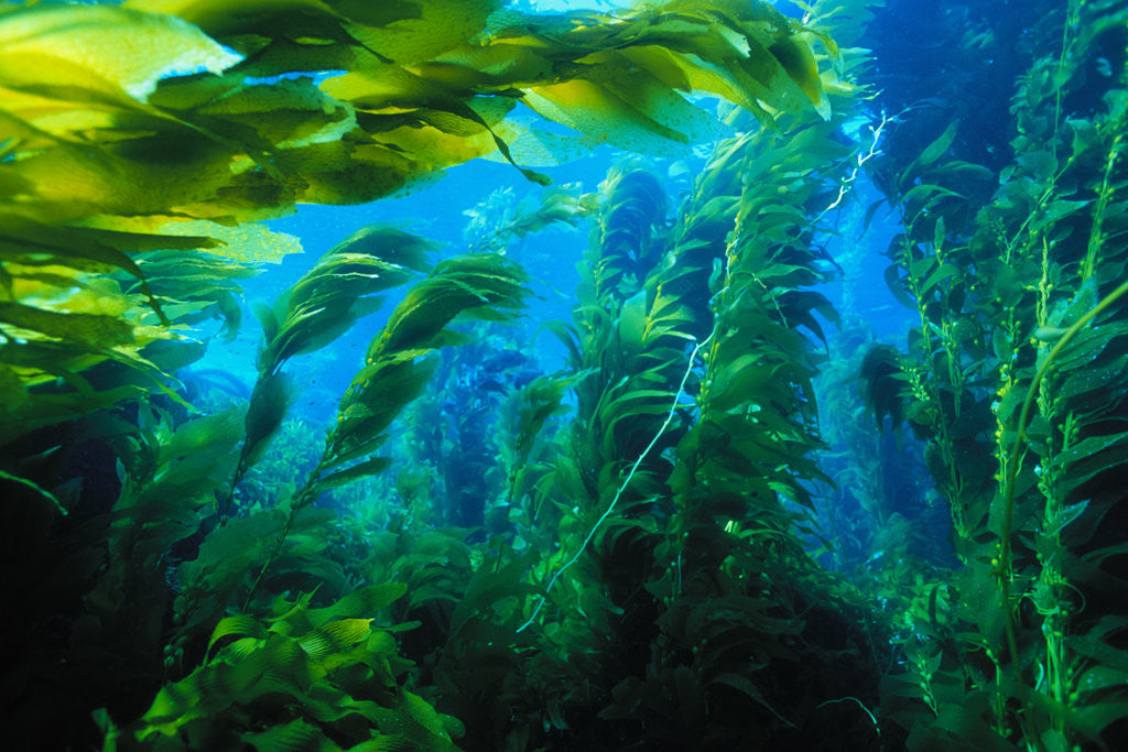 Detail of Giant Kelp by Anonymous