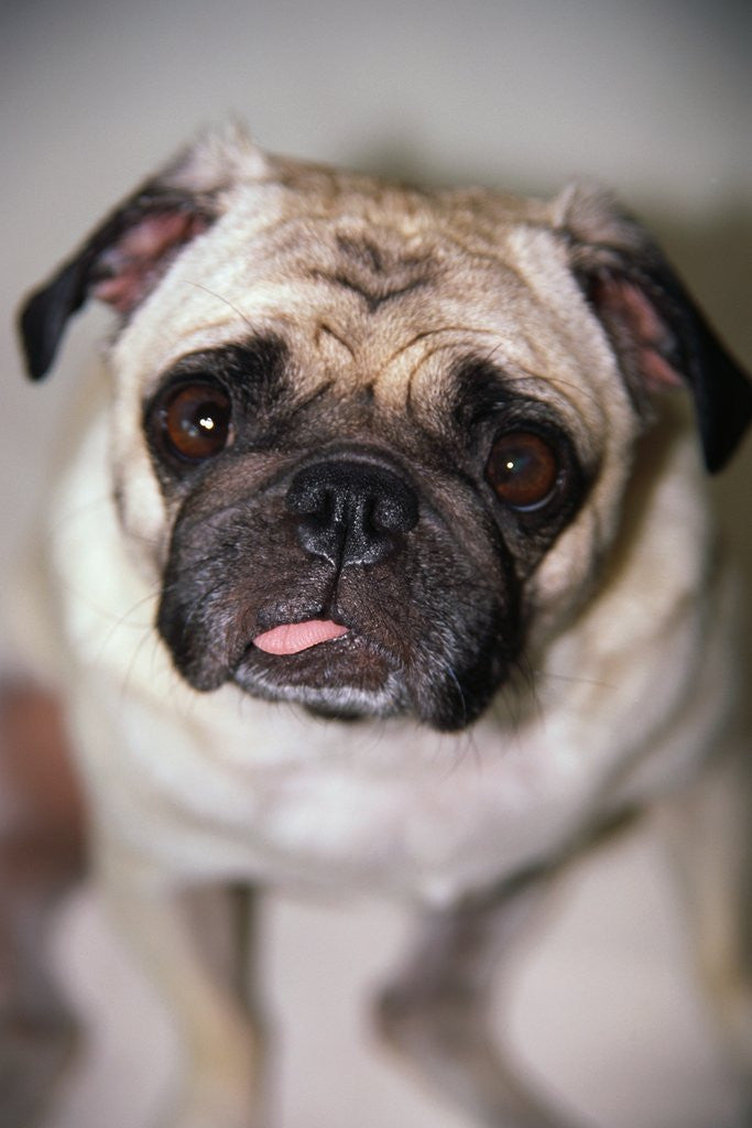 Detail of Pug Dog by Anonymous