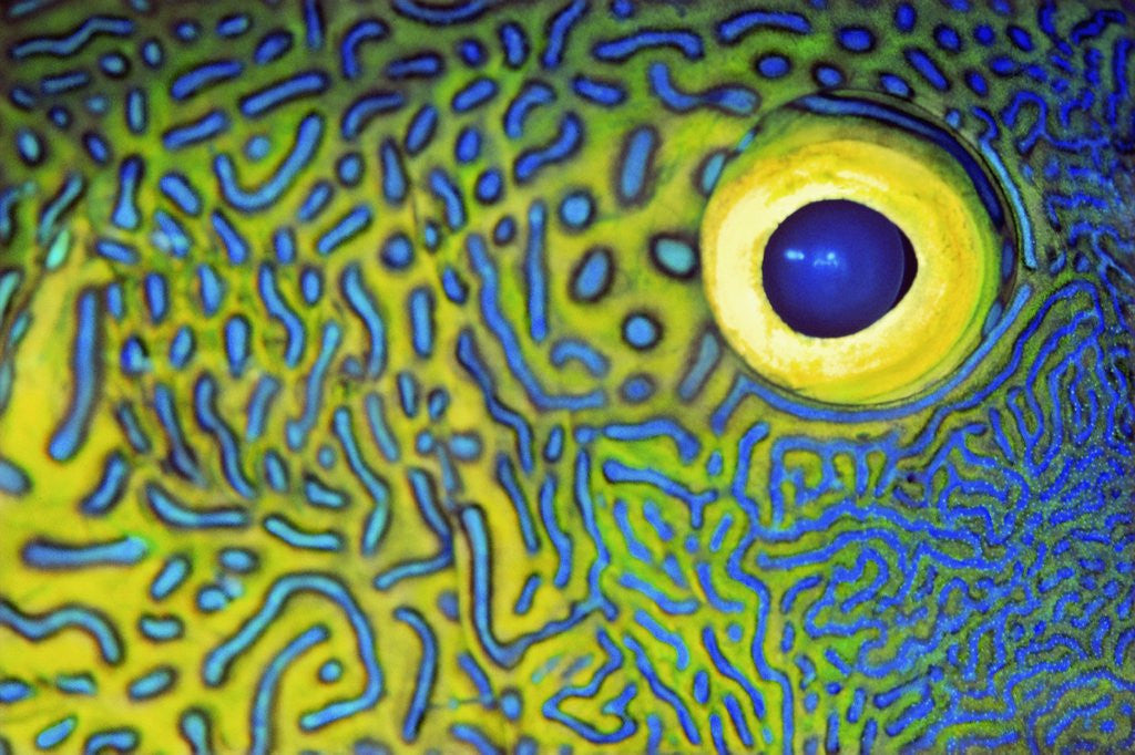 Detail of Blue and Yellow Triggerfish Eye by Anonymous