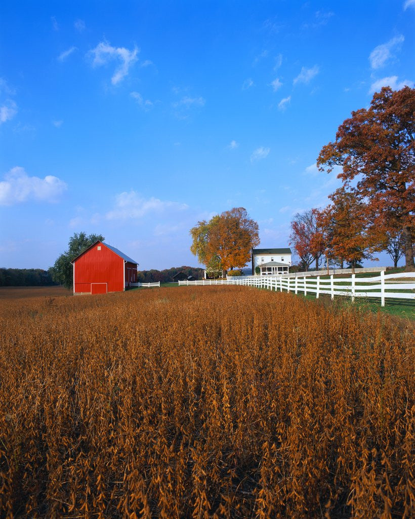 Detail of Farm in Autumn by Anonymous