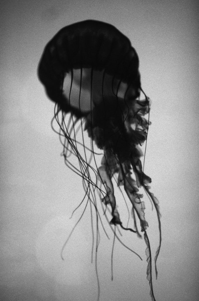 Detail of Jellyfish by Anonymous