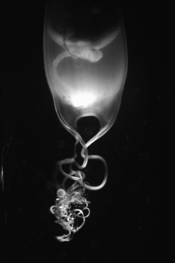Detail of Egg of Cartilaginous Fish by Anonymous