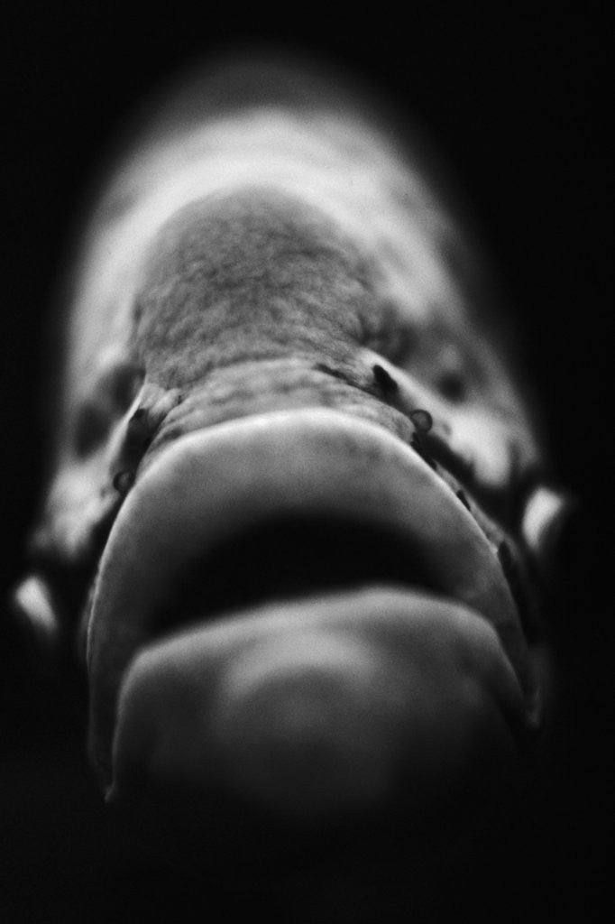 Detail of Mouth of Fish by Anonymous