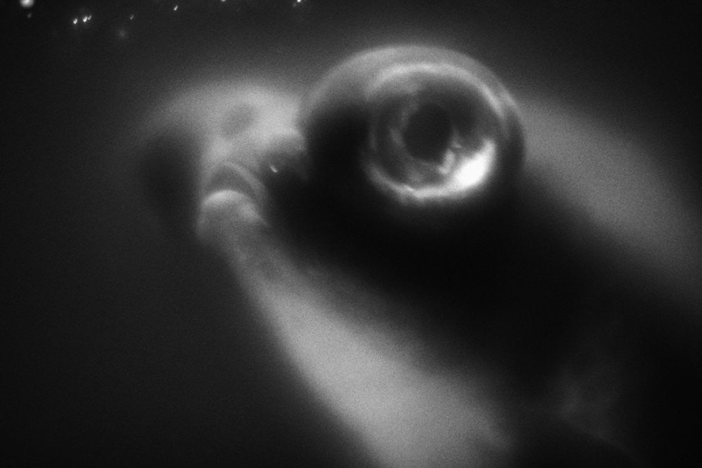 Detail of Bulging Eyes of Goldfish by Anonymous