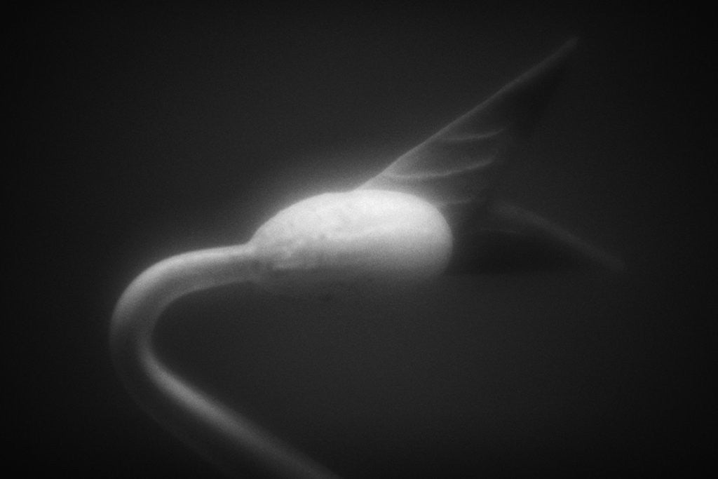 Detail of Plant Sprout by Anonymous