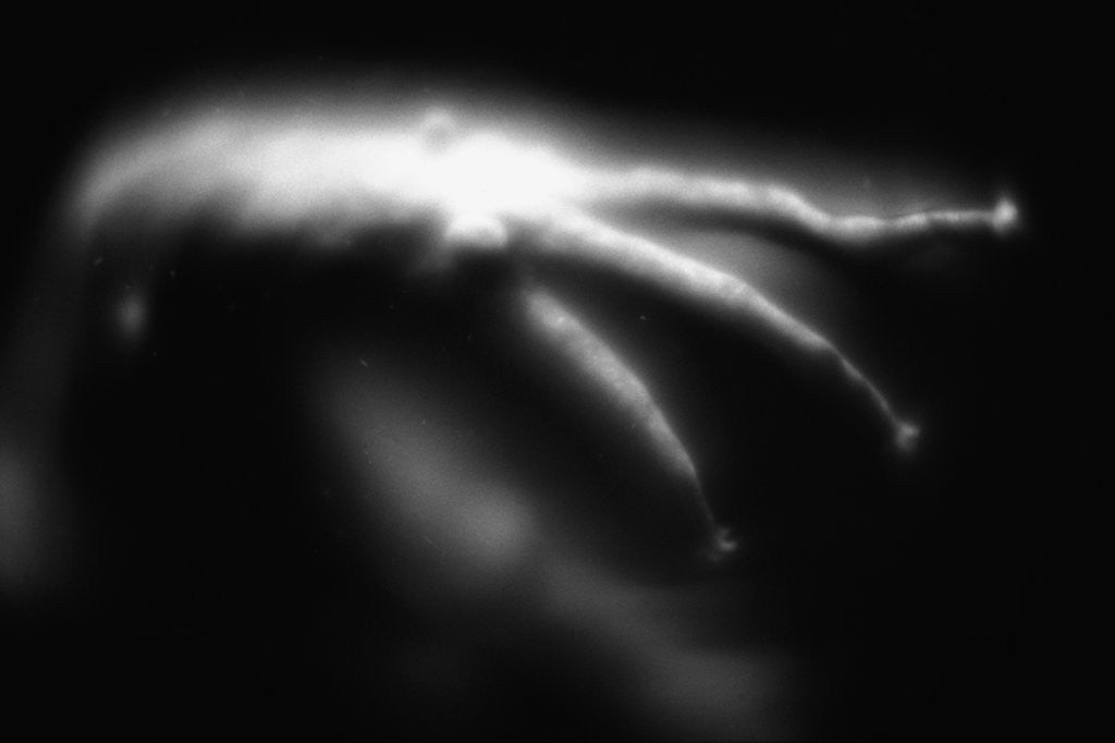 Detail of Blurred Sea Slug by Anonymous