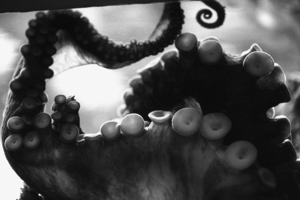 Detail of Tentacles of Octopus by Anonymous