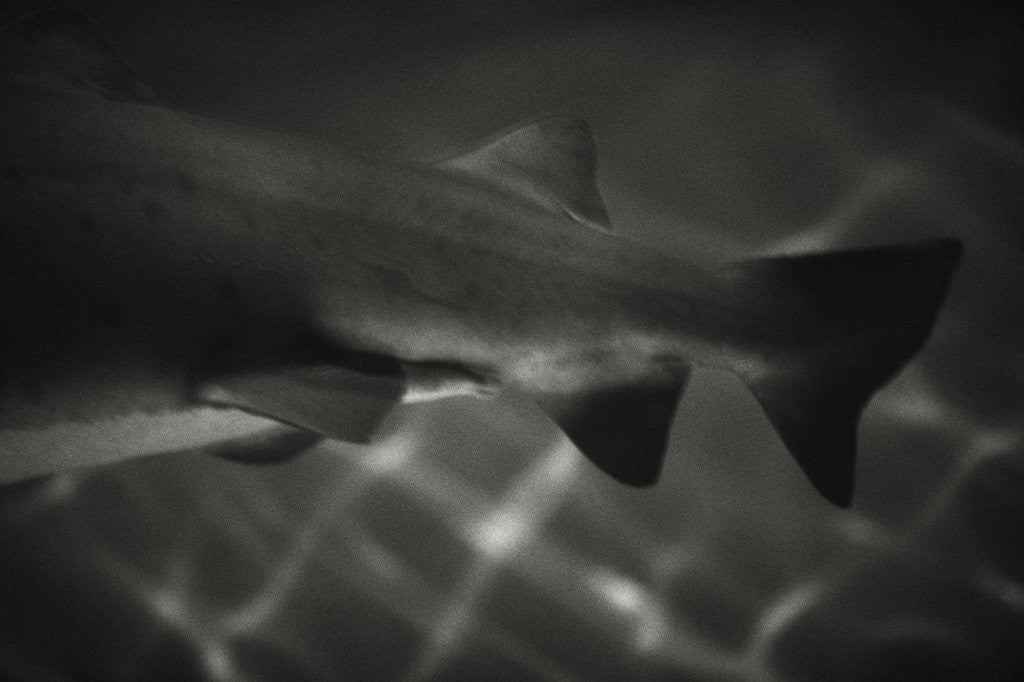 Detail of Shark Dorsal Fin by Anonymous