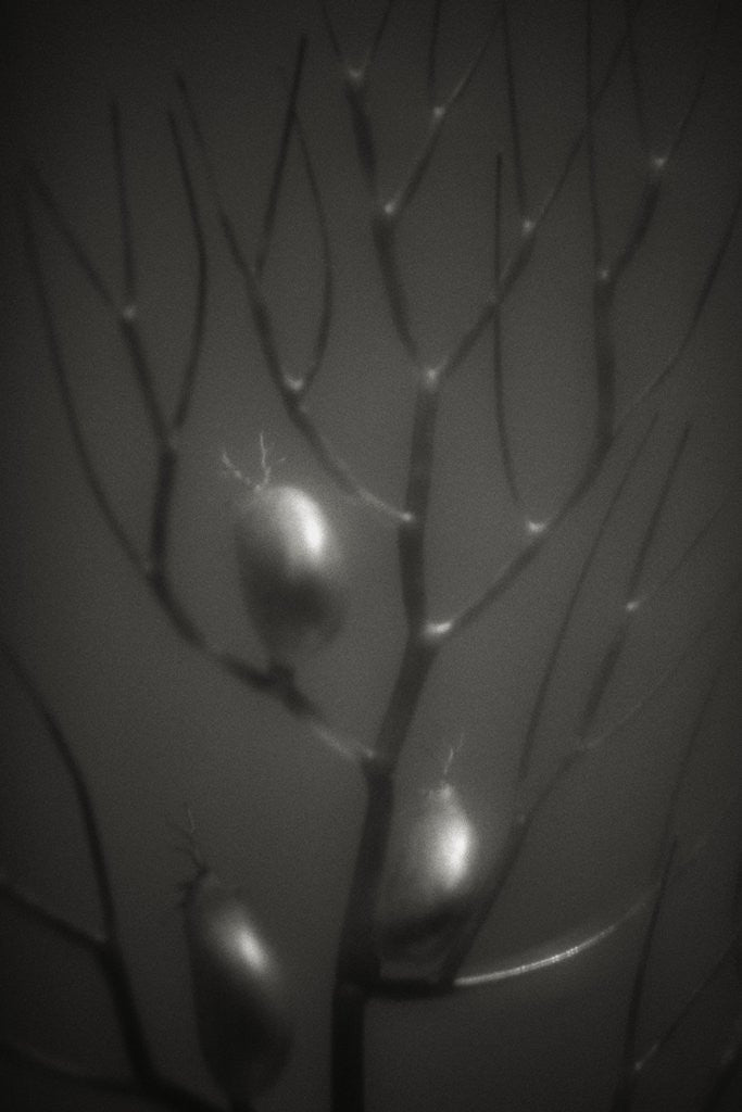 Detail of Branching Kelp by Anonymous