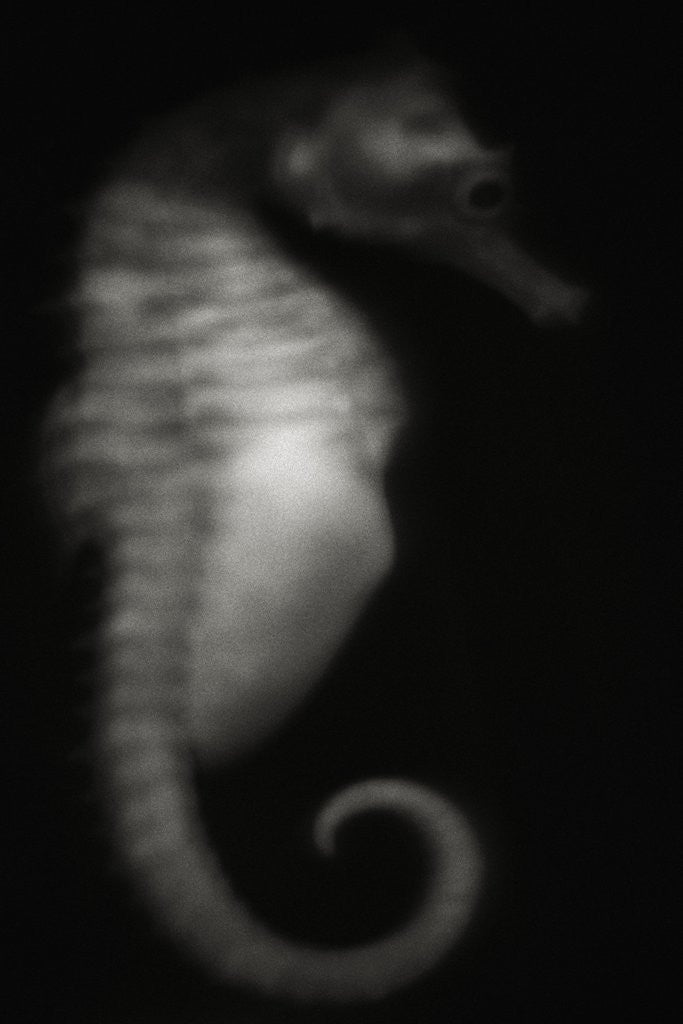 Detail of Seahorse by Corbis