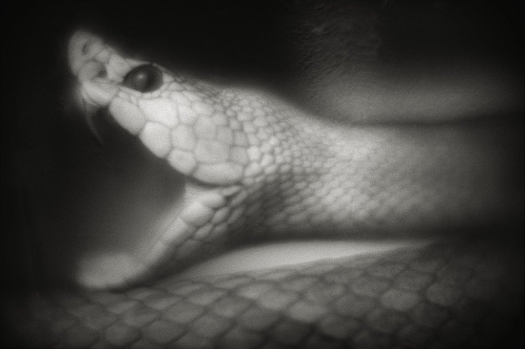 Detail of Snake Opening Mouth by Anonymous