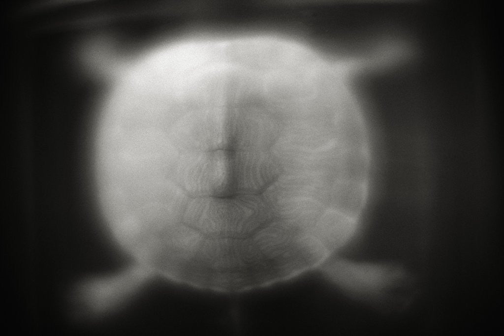Detail of Shell of a Turtle by Anonymous