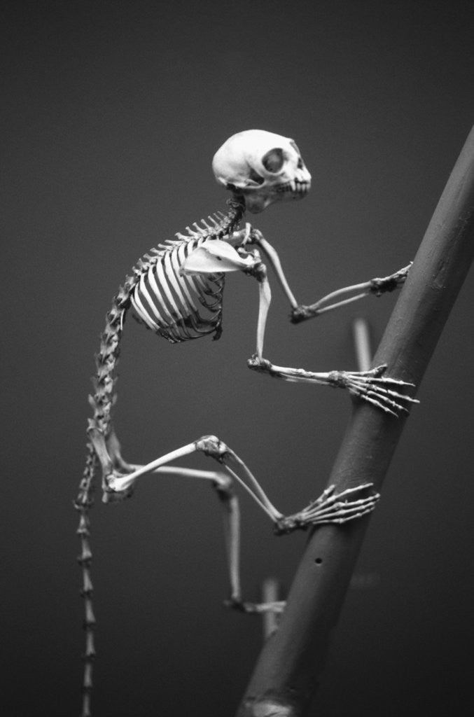 Detail of Primate Skeleton on Display by Anonymous