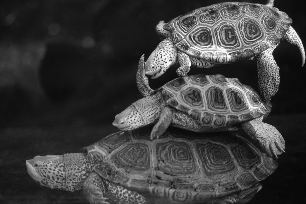 Detail of Turtles Underwater by Corbis