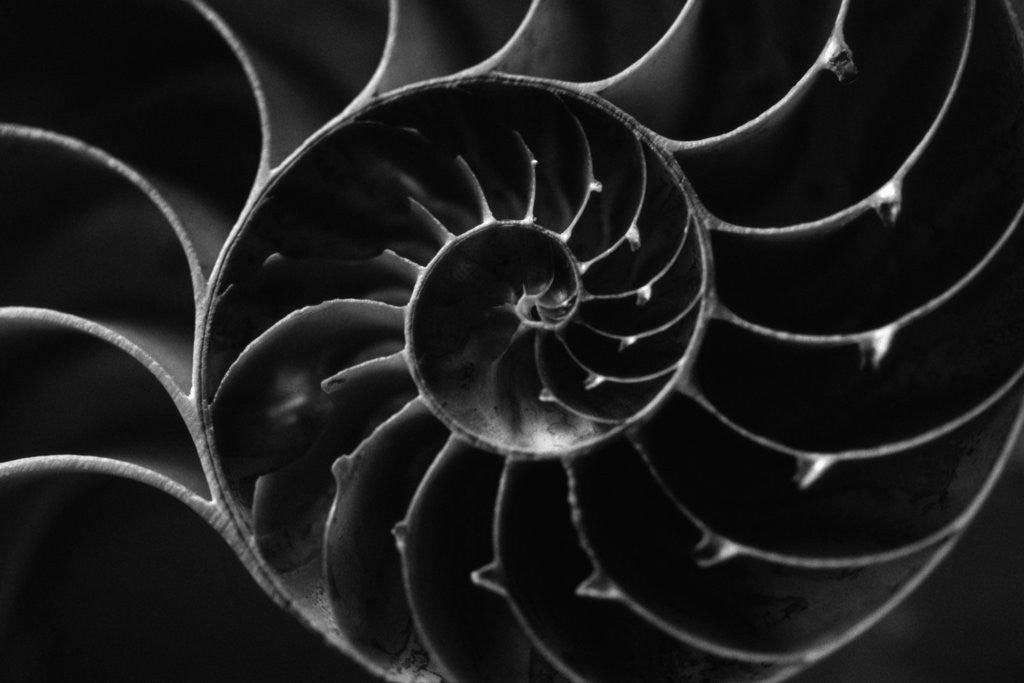 Detail of Cross Section of Sea Shell by Anonymous