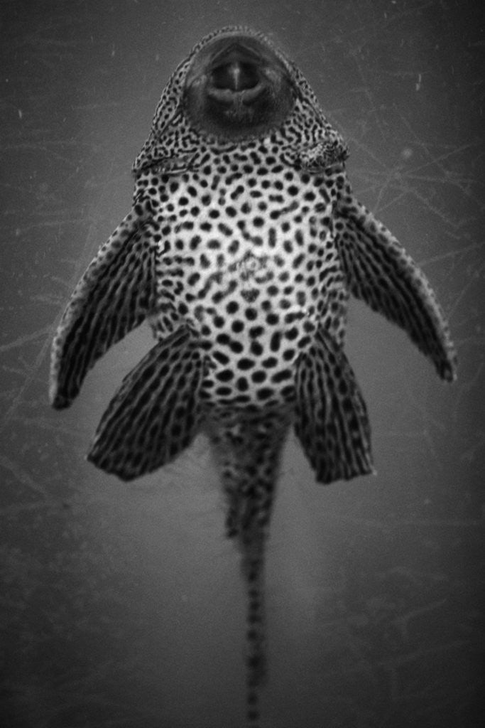 Detail of Bottom View of Catfish by Anonymous