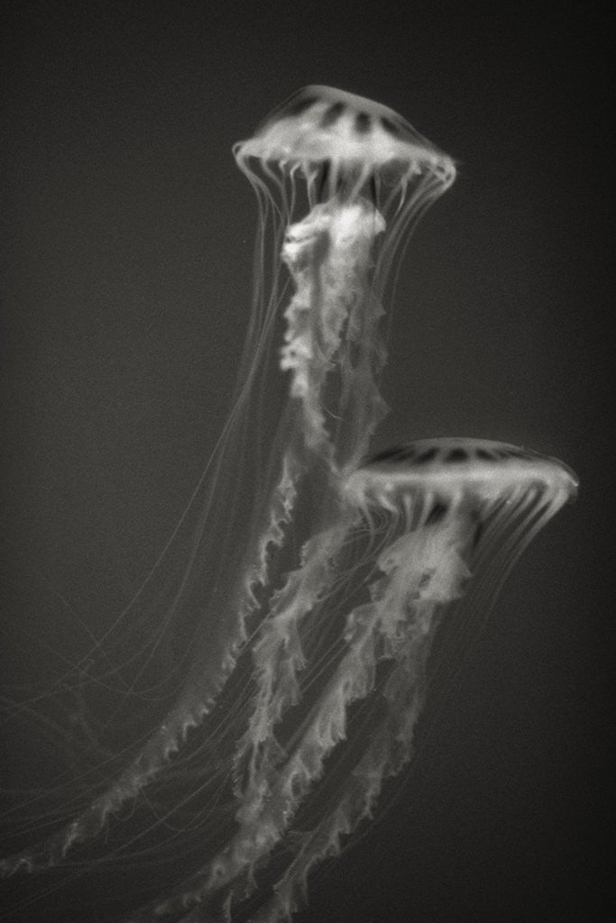 Detail of Two Jellyfish by Anonymous