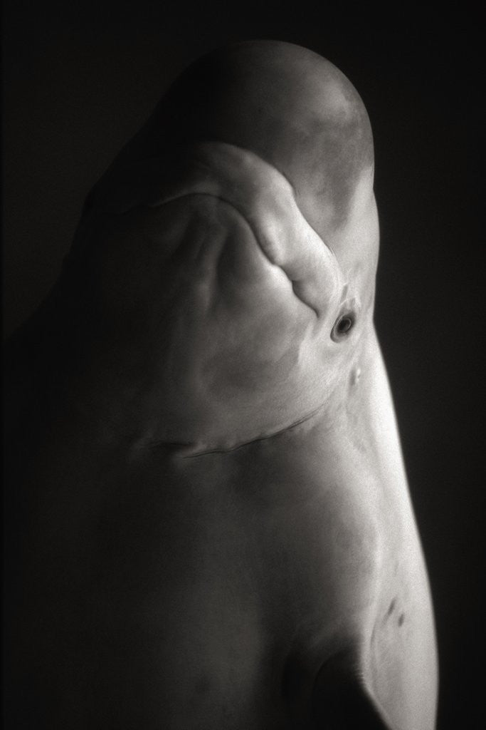 Detail of Beluga Whale by Anonymous