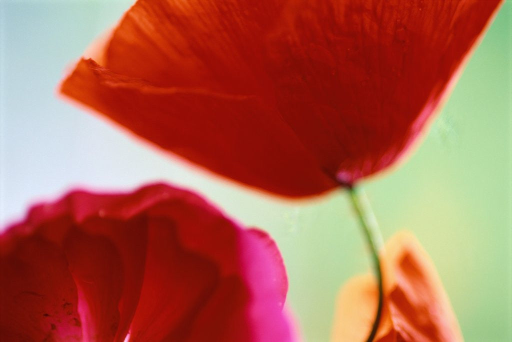 Detail of Ladybird Poppies in Bloom by Anonymous