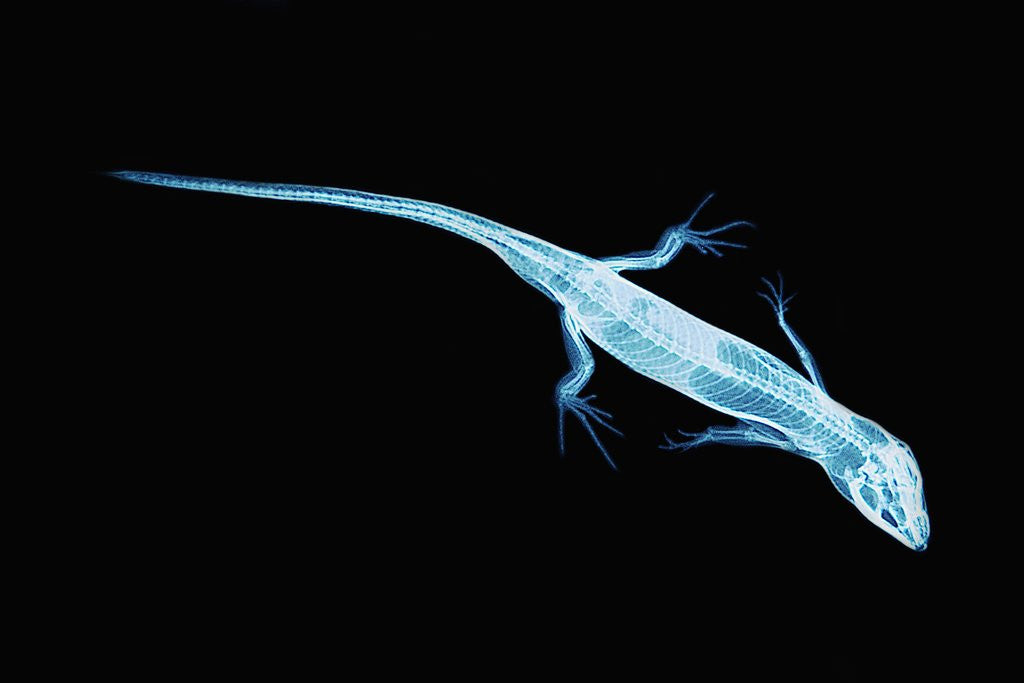 Detail of X-Ray of Lizard by Anonymous