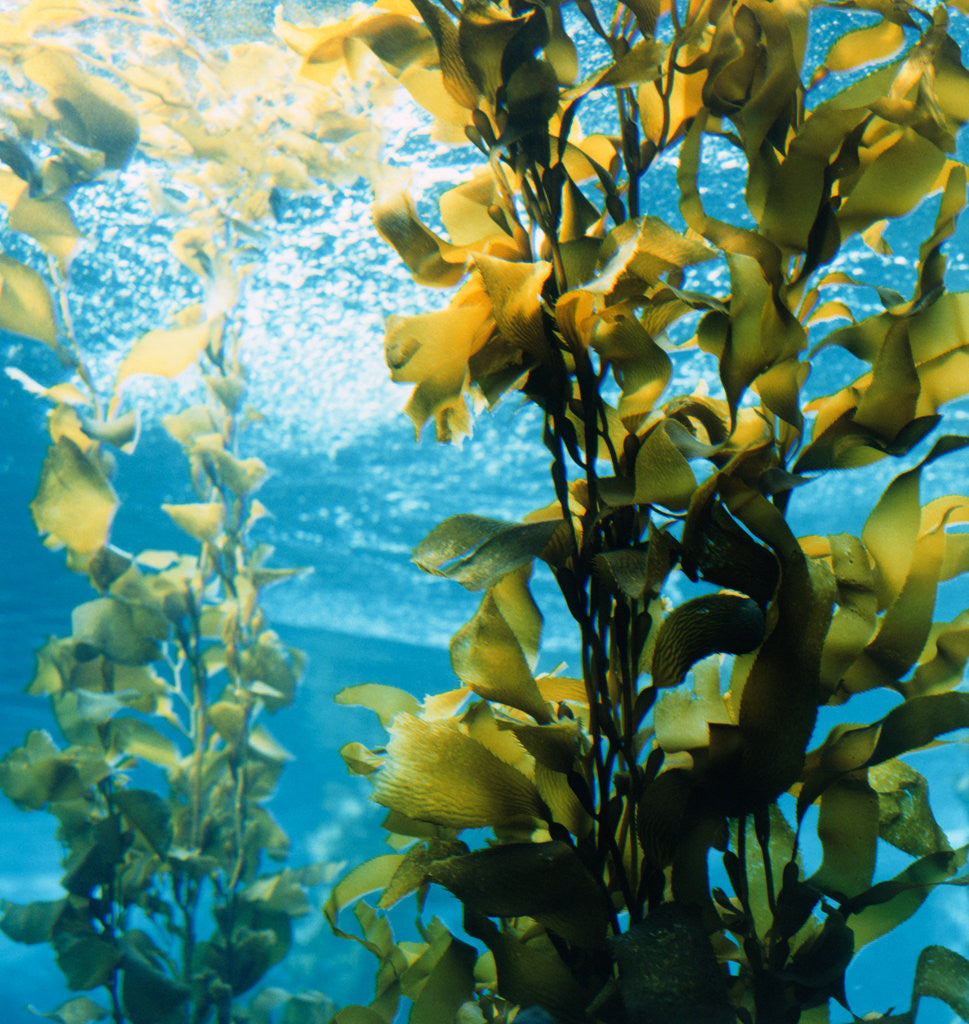 Detail of Bull Kelp at Monterey Bay Aquarium by Anonymous